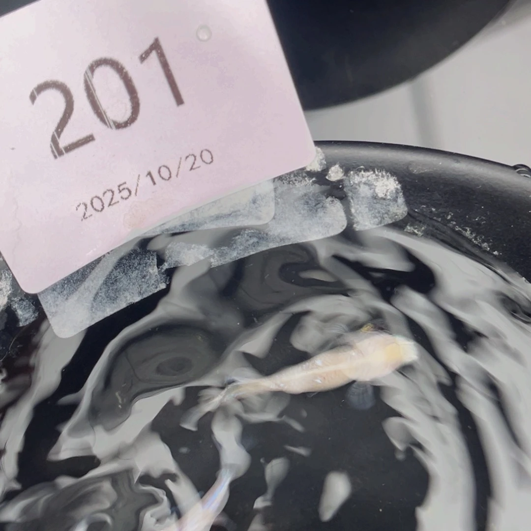 青鳉鱼201白雪公主一对