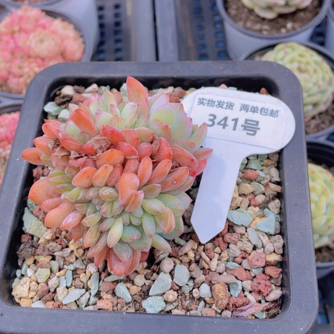 341号龙头全明星缀化