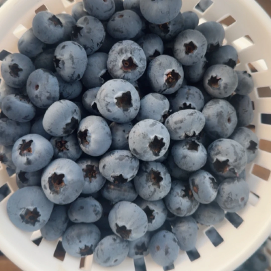 云南露天蓝莓 7分甜3分酸的花香蓝莓
