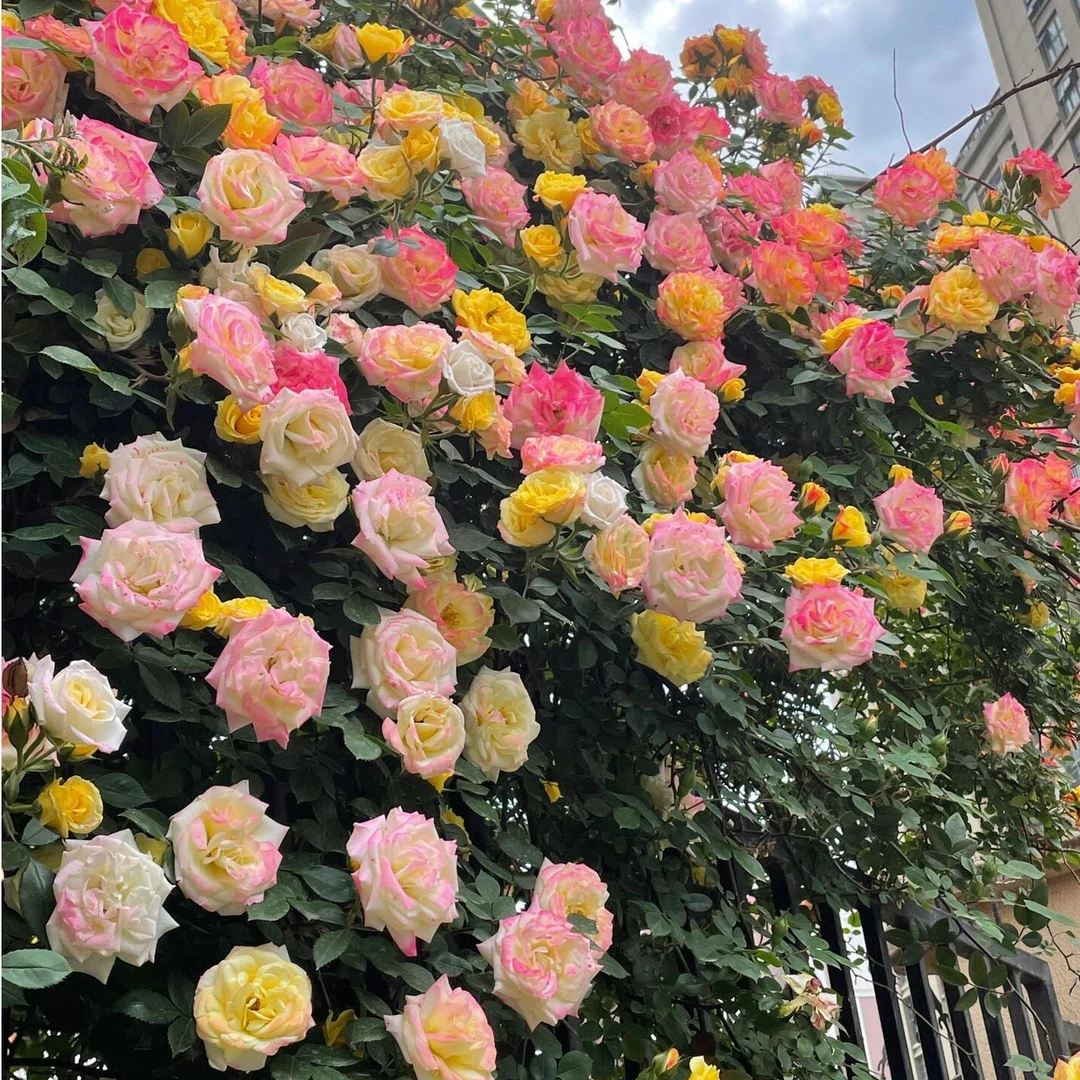 混色爬藤蔷薇花种子庭院花海四季开花好养爬墙阳台盆栽花卉种子