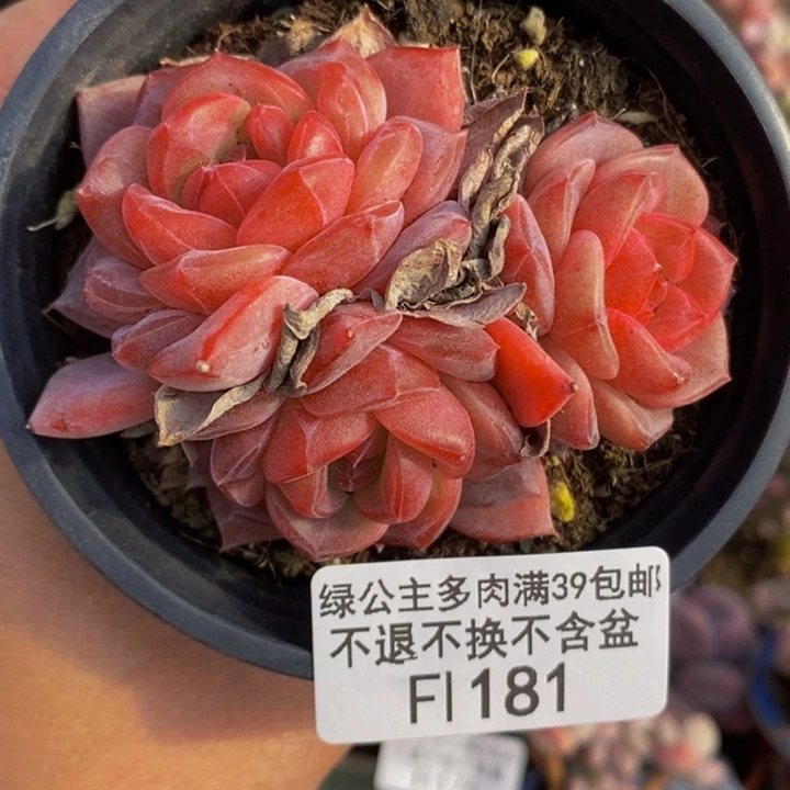 冰魄7cm181多肉植物