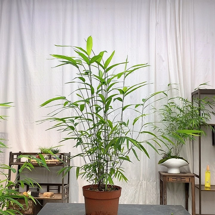 完全开放竹子绿植盆栽