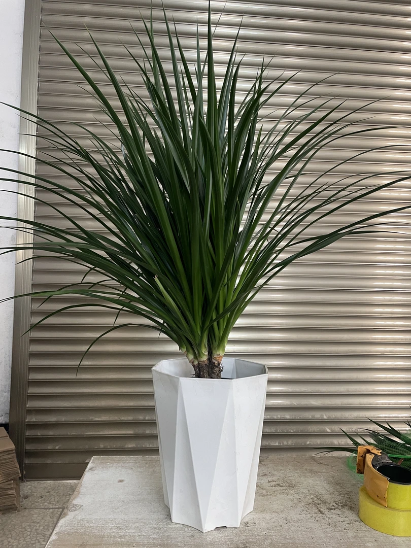 1多头黑珍珠龙血树室内盆栽客厅办公室四季常绿植物