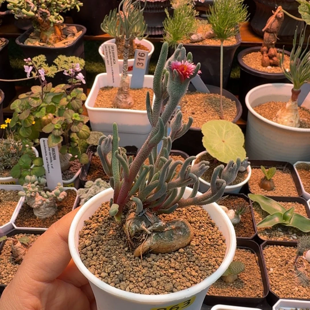 红花淡青霜863 仙人掌