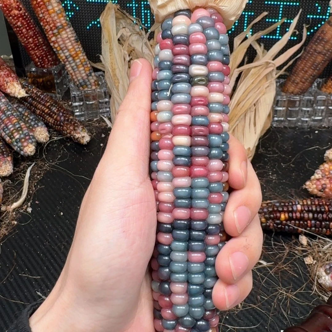 柏香籽/百香籽吊坠米*