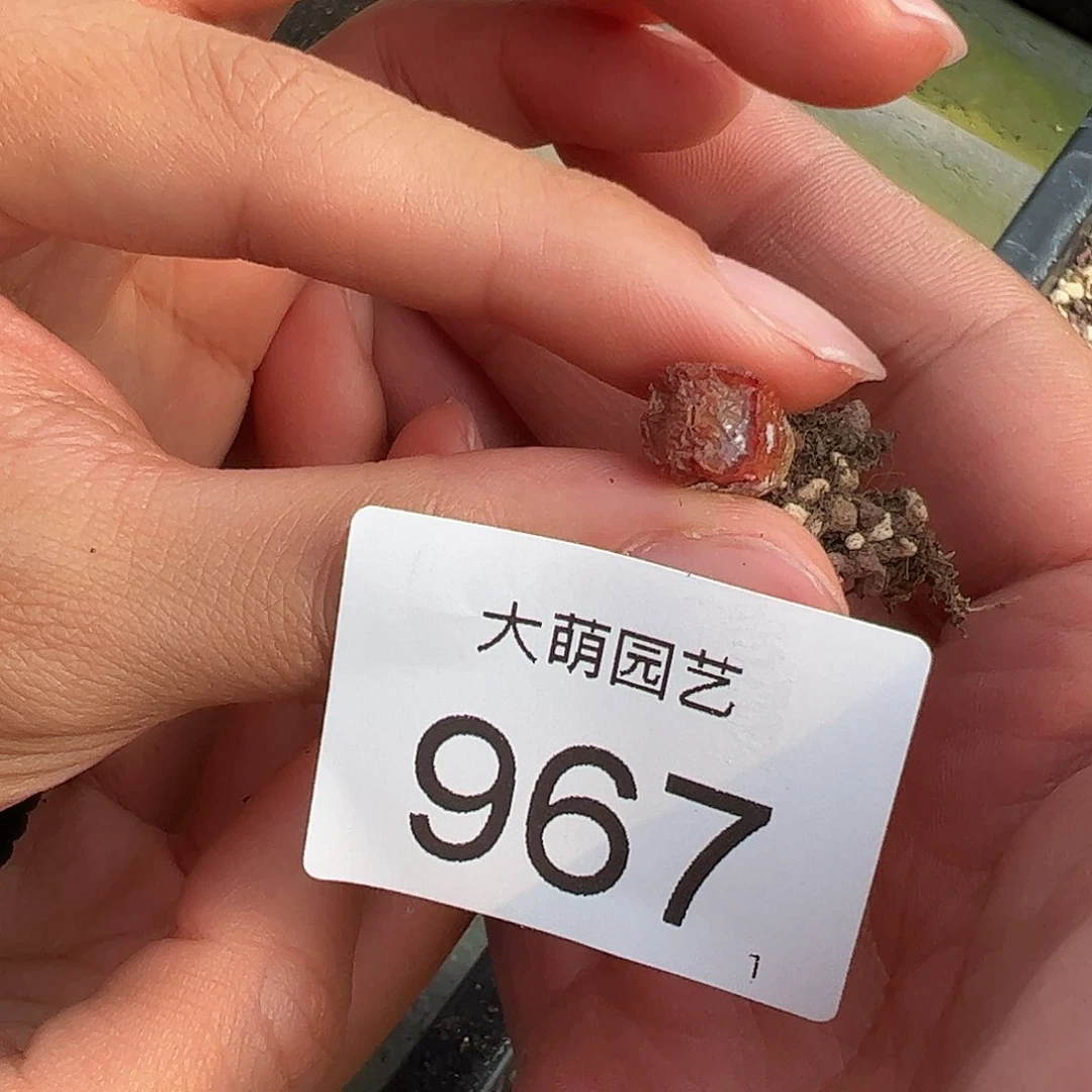 0000967一物一拍……