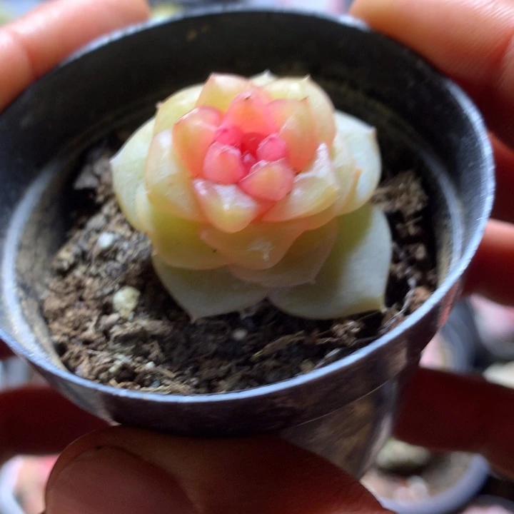 甜心多肉一物一拍