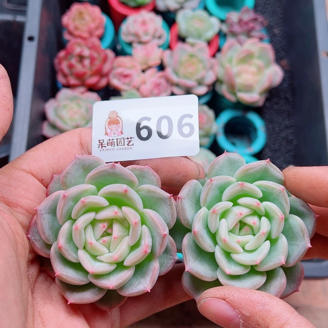 多肉植物多肉植物