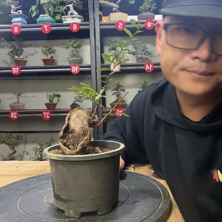 用***生无花朵小叶榔榆一个