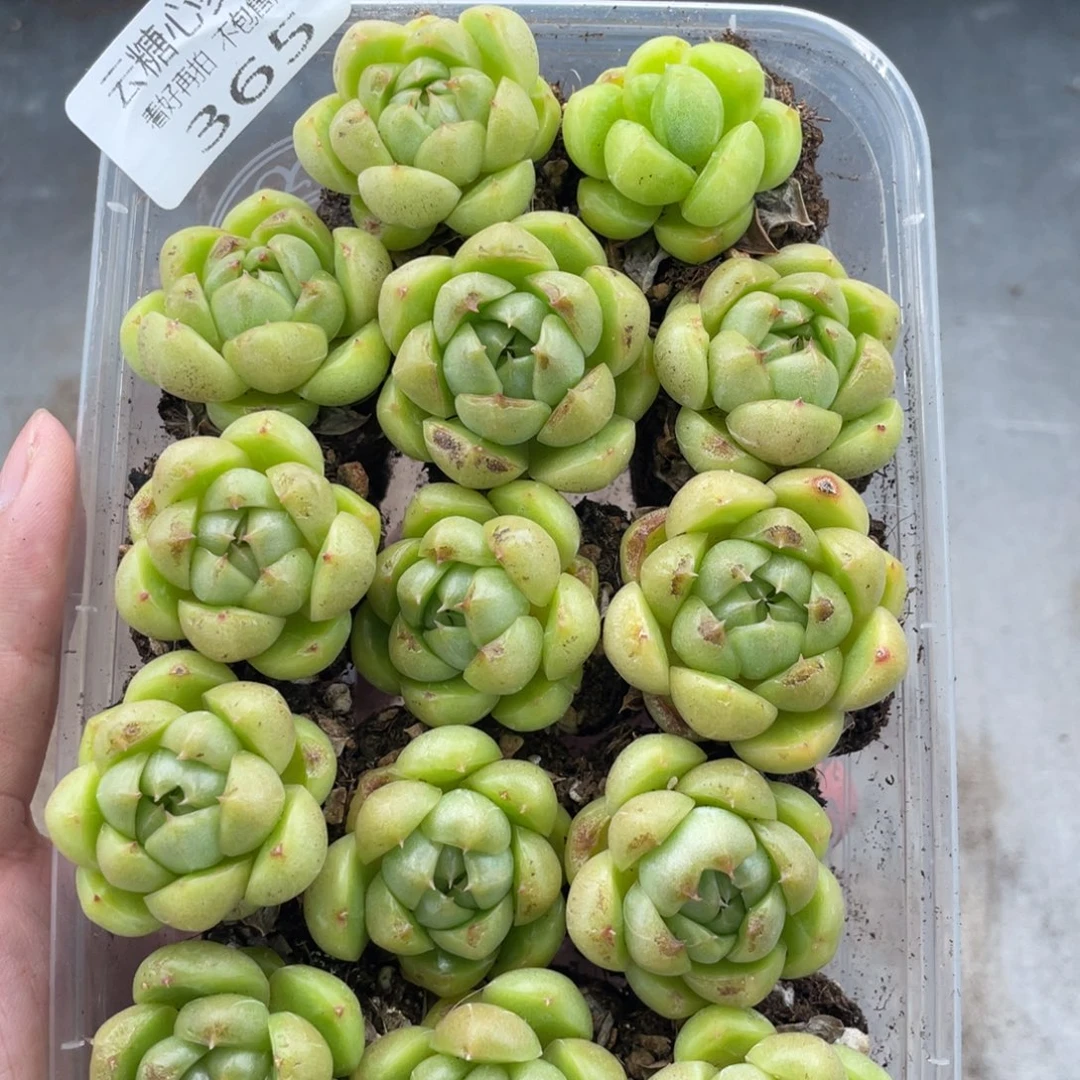 云糖心多肉植物365