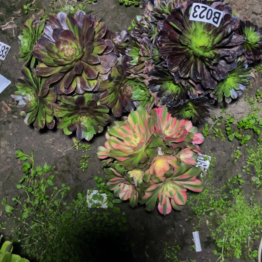 三盆法师26-19包邮