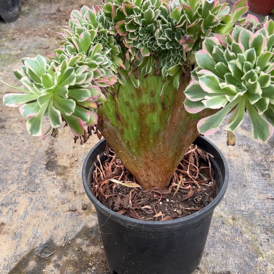 239白凤缀多肉植物