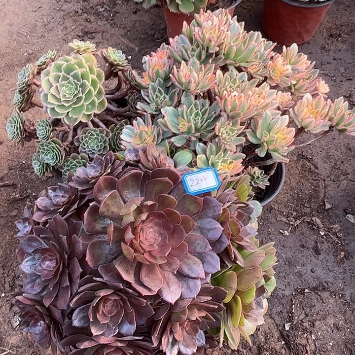 224多肉植物瑕疵特价，