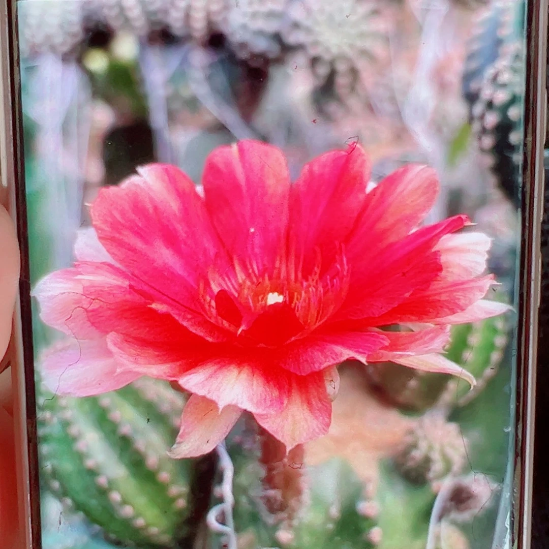 红金刚侧芽 20 包邮