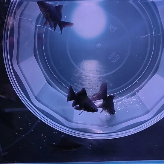 海水鱼墨蝶大鳍大尾