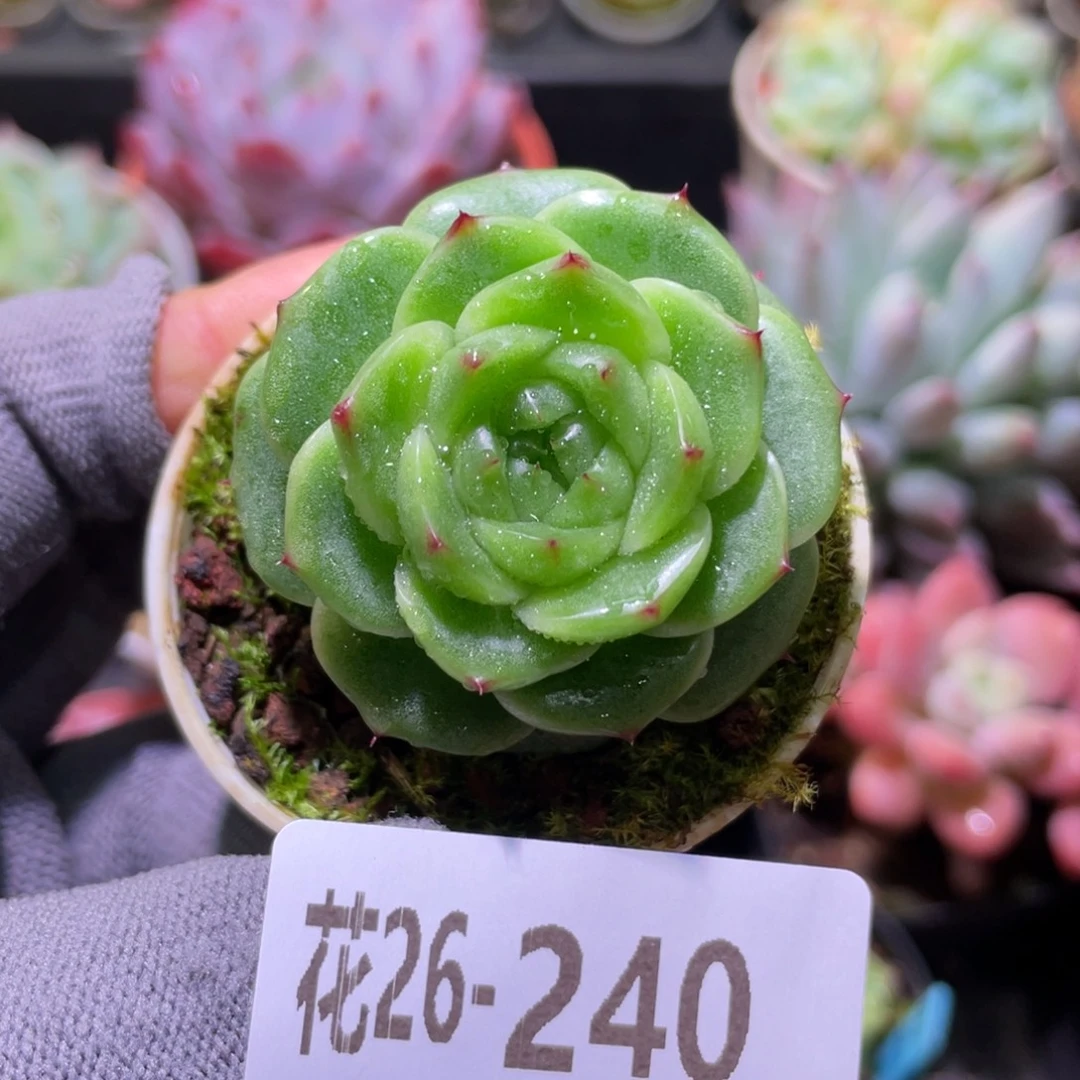 花利美26-240新品珍妮