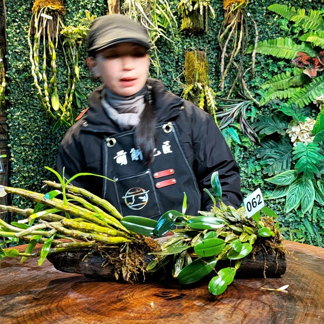 【闪购商品】062大龟背，重唇花