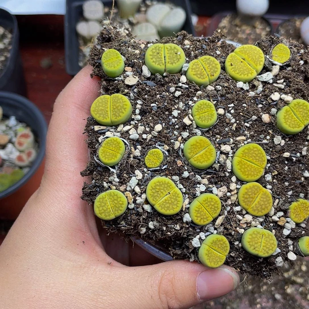 124000000花花花花花鼓励