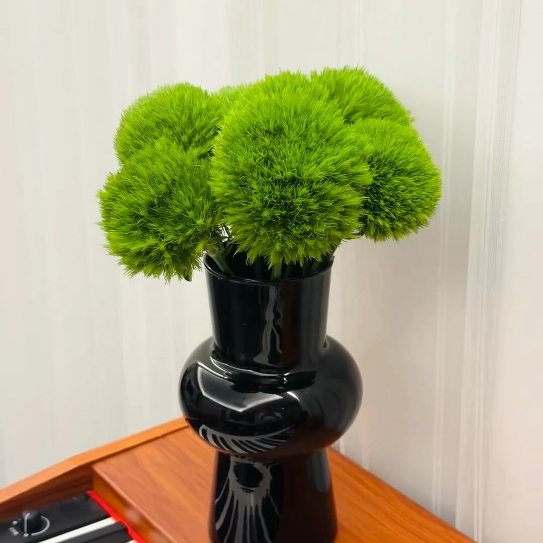 新鲜绿毛球鲜花家庭插花水养送人真花束酒店西餐装饰摆盘云南昆明