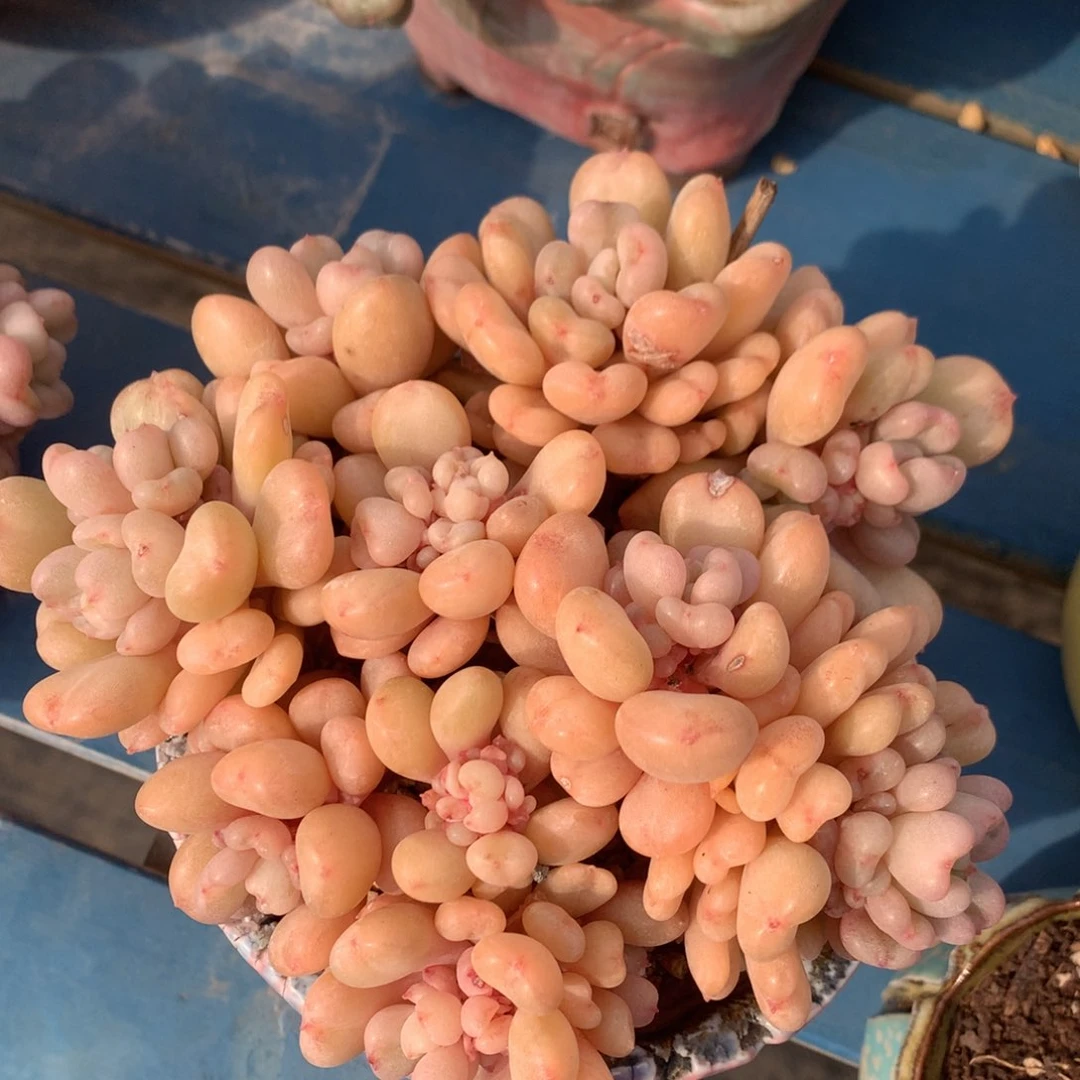 比尔盖茨老桩无砍一物一拍