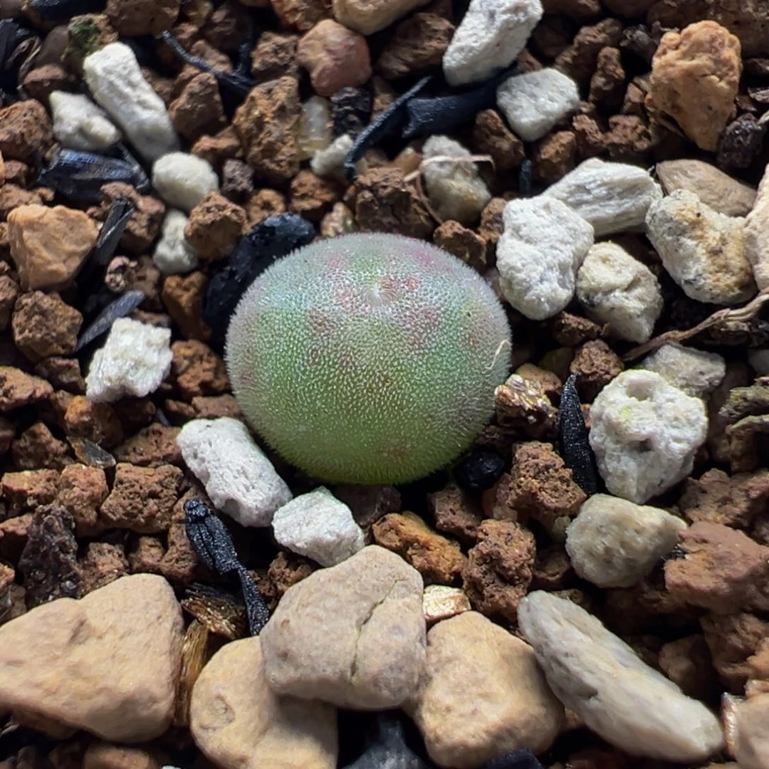 空蝉大眼睛多肉植物盆栽
