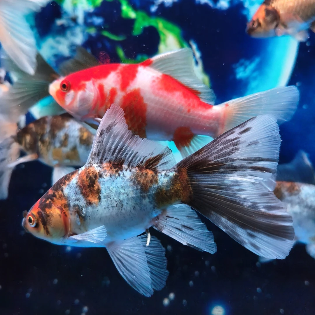 直播间挑  布里斯托 金鱼   爱心百褶尾易养耐活冷水观赏鱼