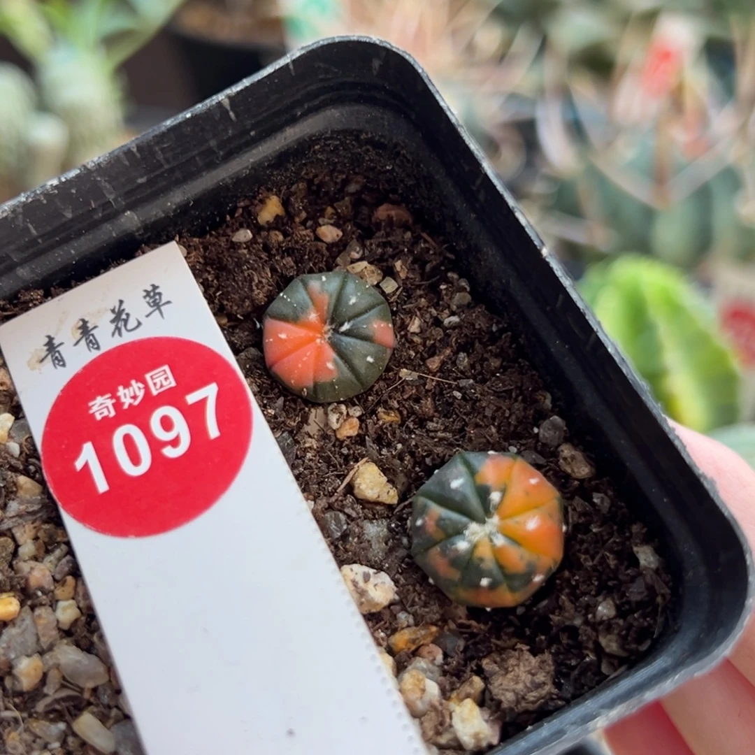 实生兜锦两棵6688