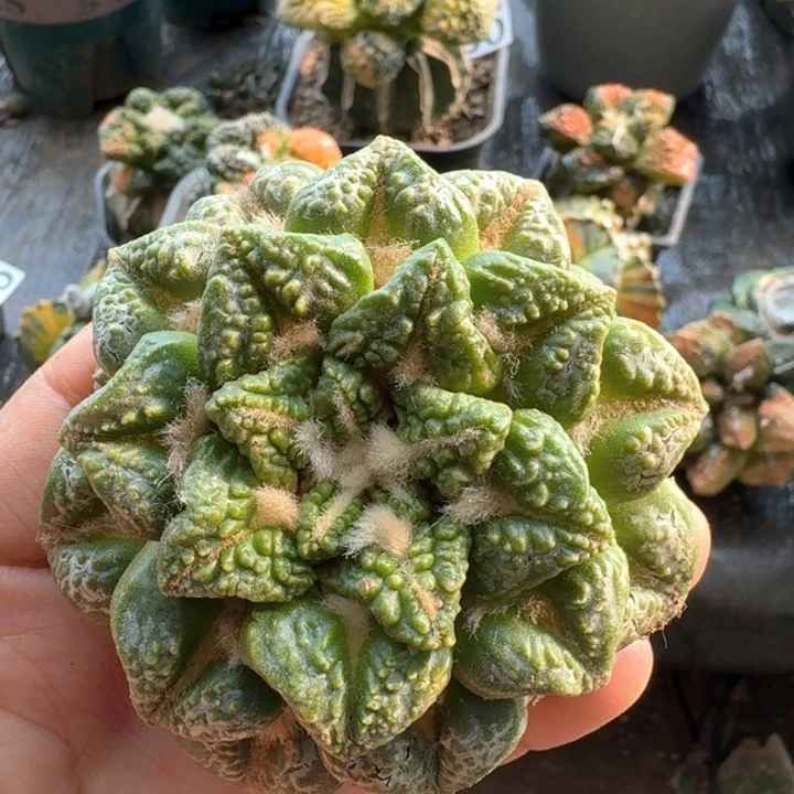 283龟甲黑锦仙人球