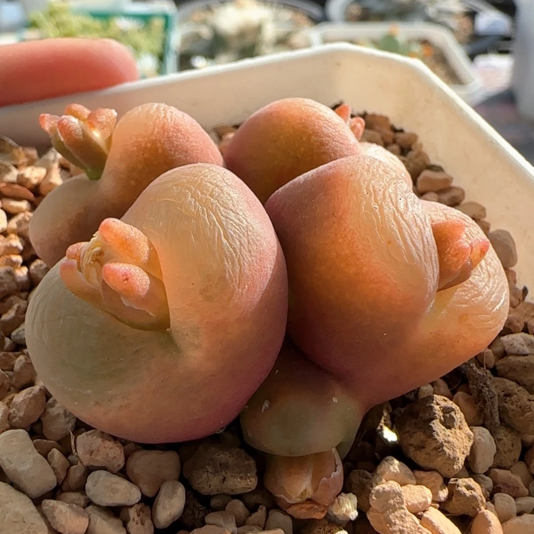 6338 大白多肉植物园