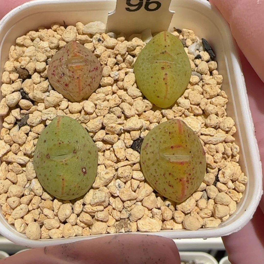 肉锥多肉植物百科-sb2035、1529