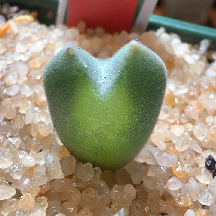 303。  青蛙2年。大大大眼     猫猫头。