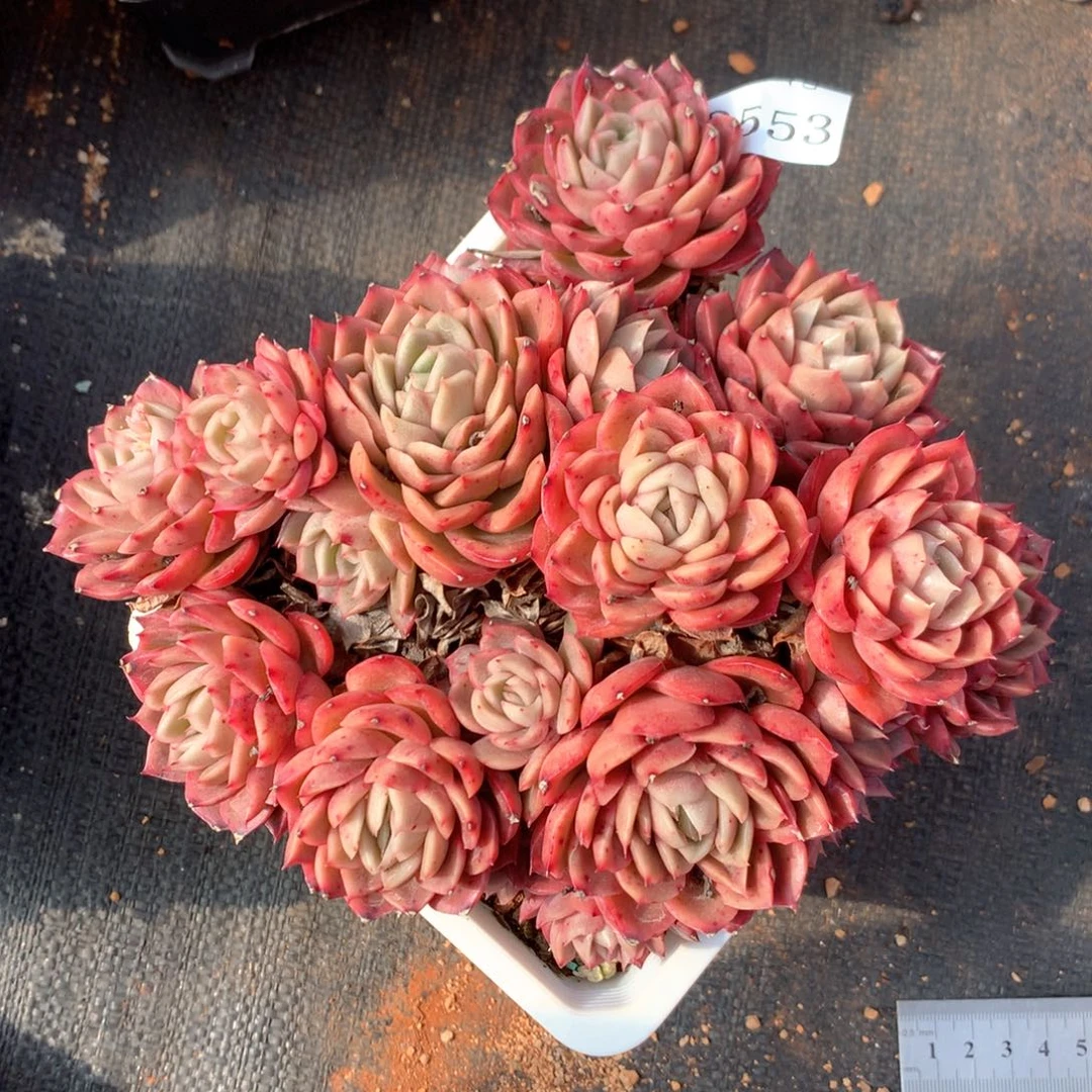 水*蓝3553杂交多肉植物