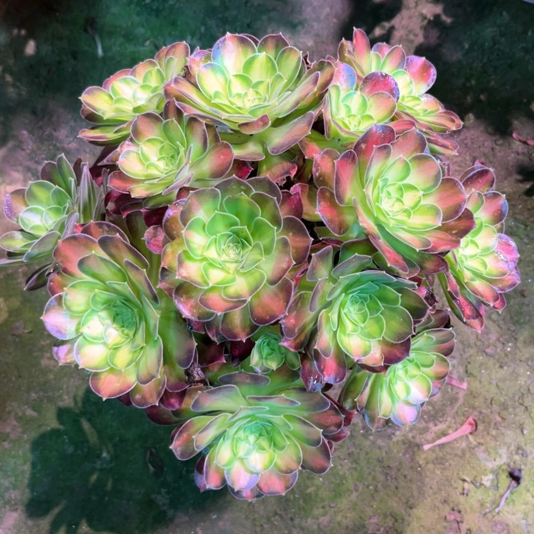 多肉植物韶华764