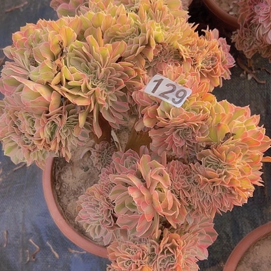 十***画多肉植物一个女巫