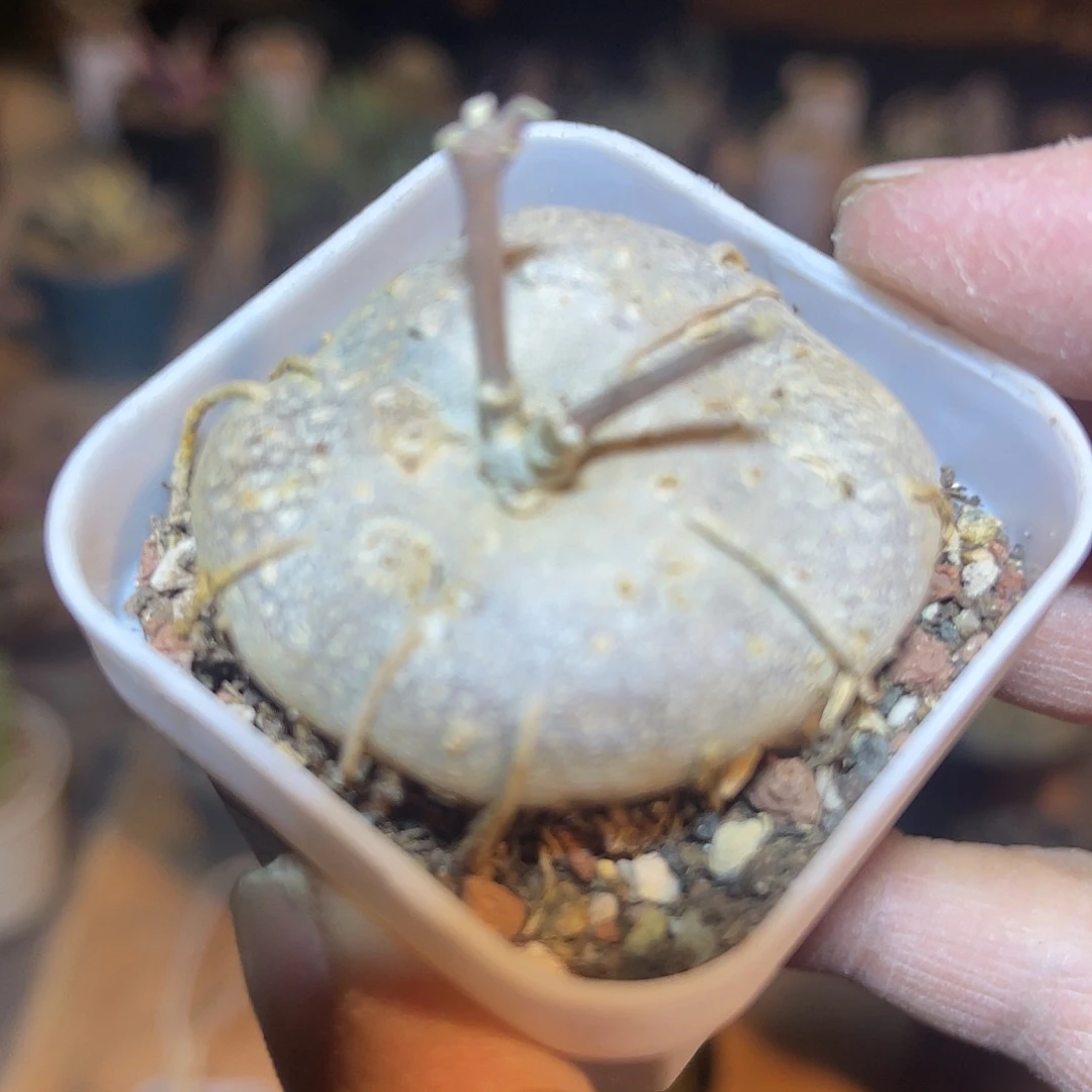 实生玉扣球兰一物一拍