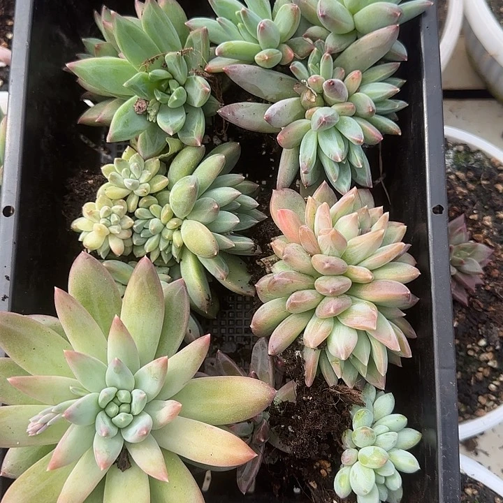 ?**?花时光精品多肉72