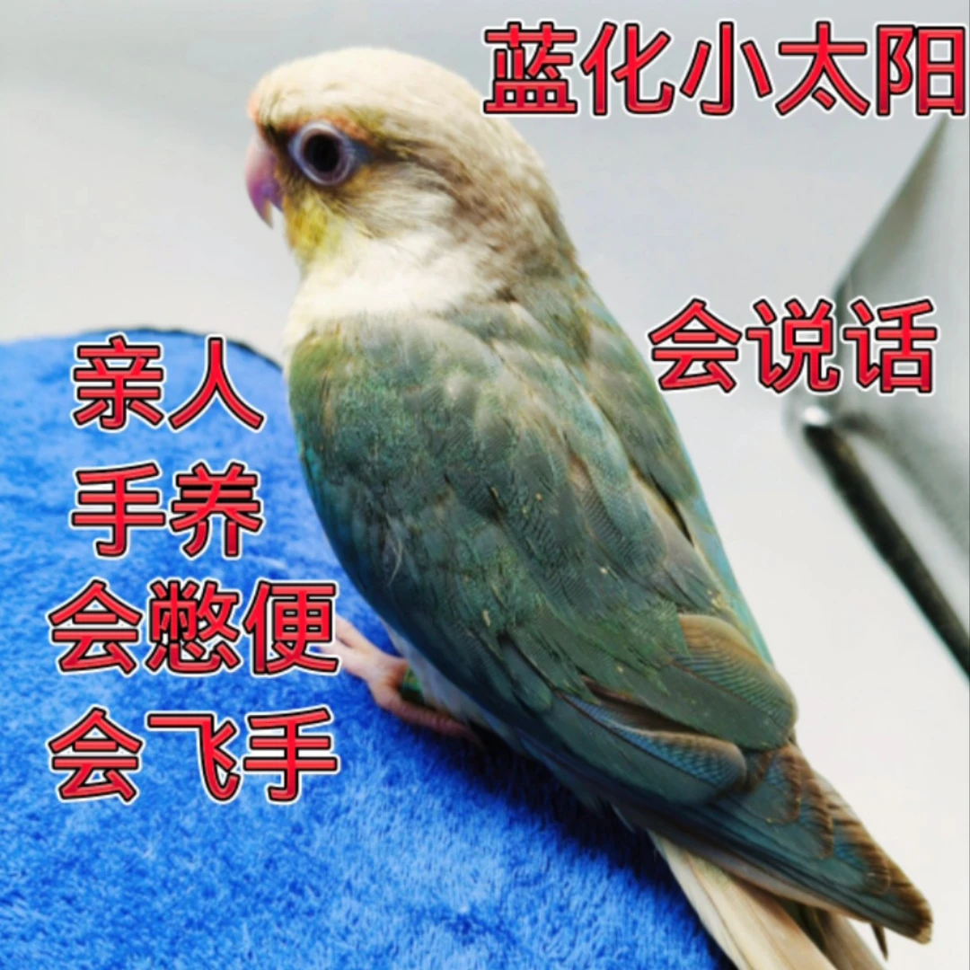蓝化小太阳鹦鹉活鸟会说话手养小太阳宠物鸟类半毛雏鸟
