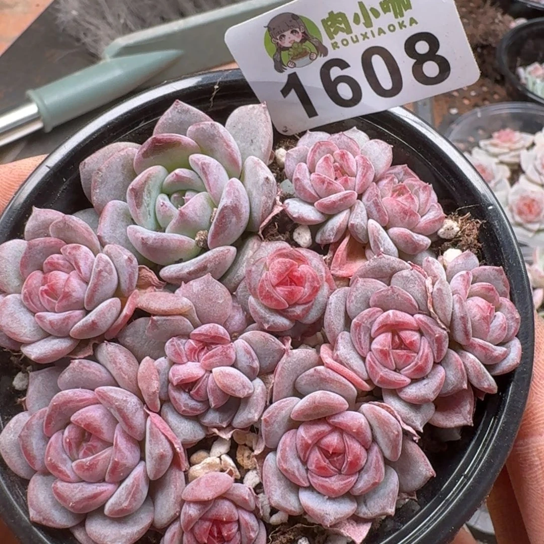 多肉植物多肉植物