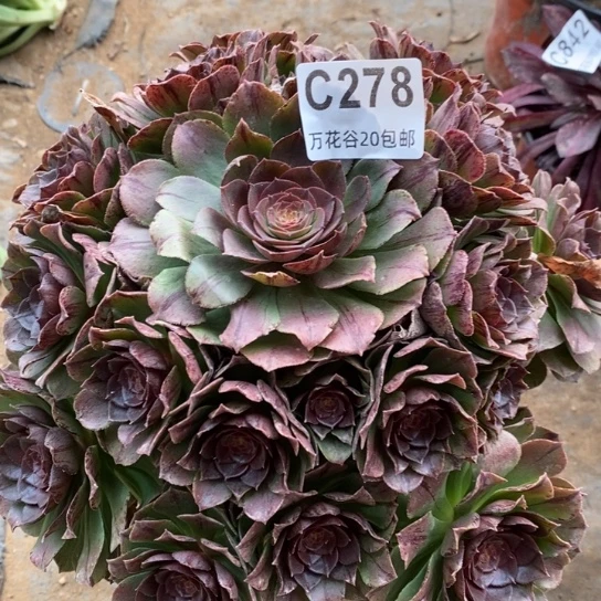 278万拉丝多肉植物