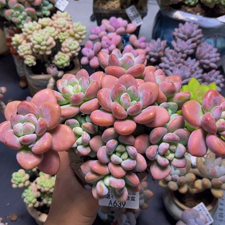樱花洛神639/19cm多肉