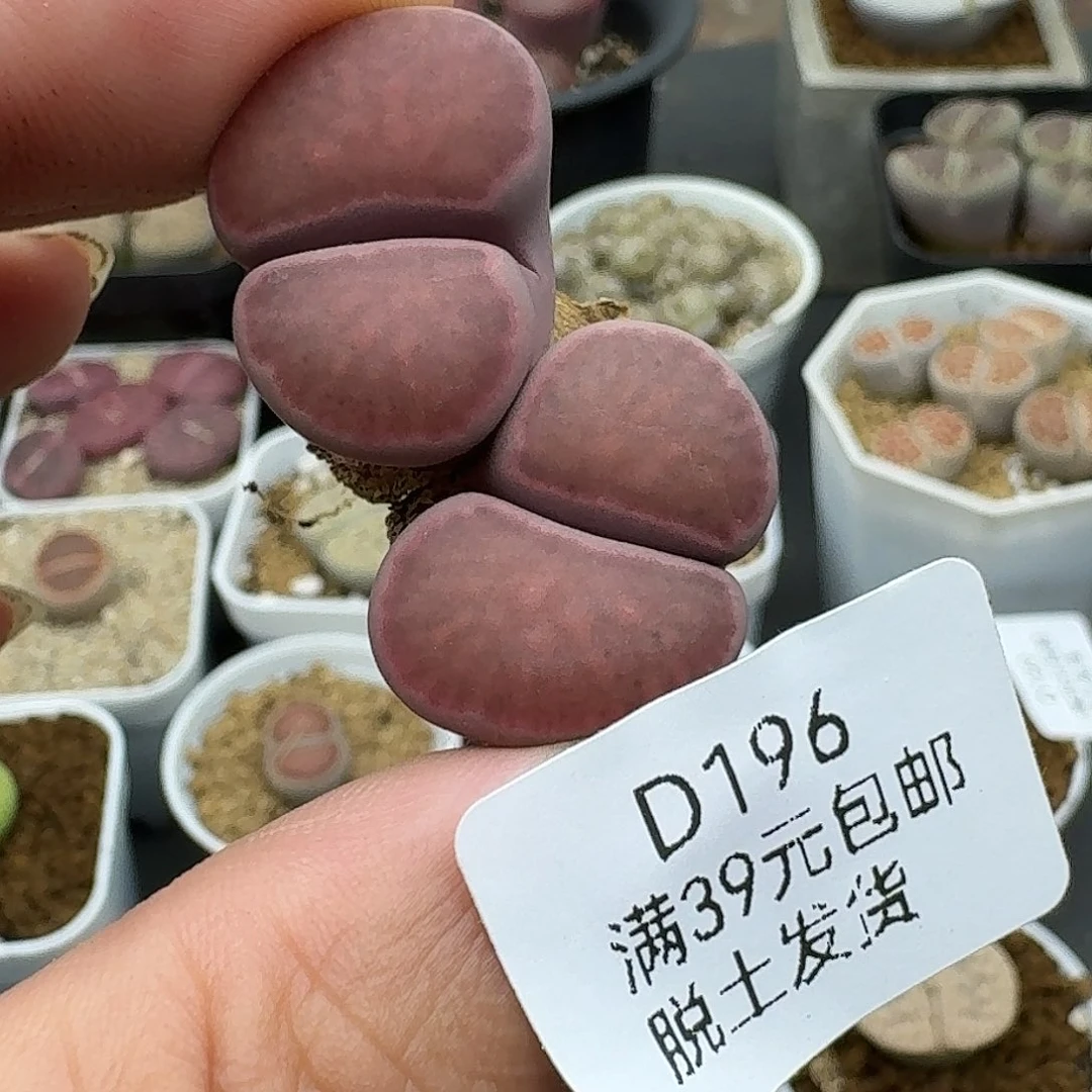 196多肉哈哈哈哈哈哈哈