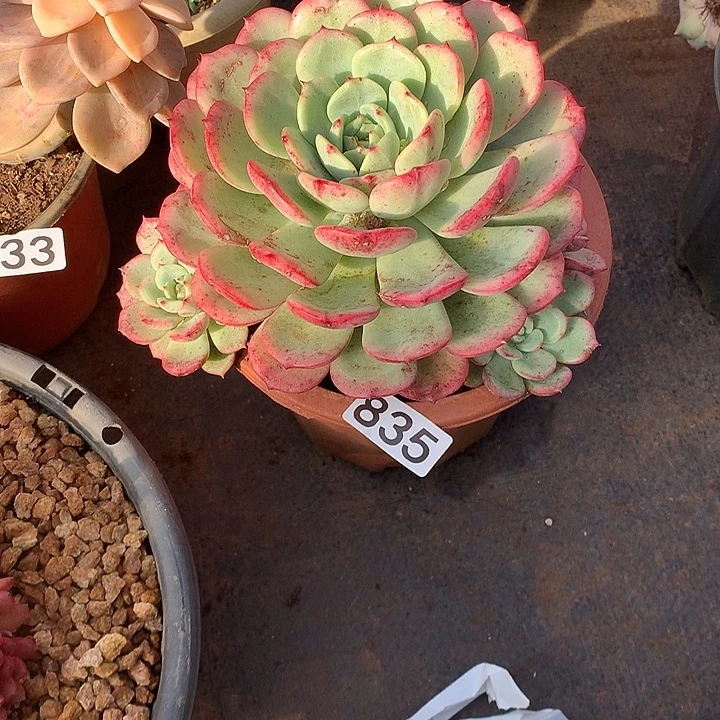 835三文鱼 一物一拍多肉