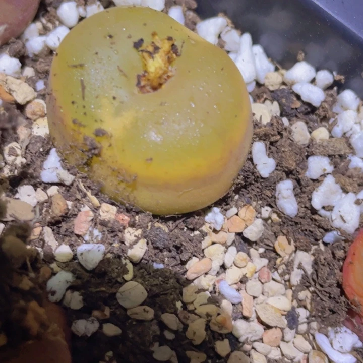 4558888888888888888555