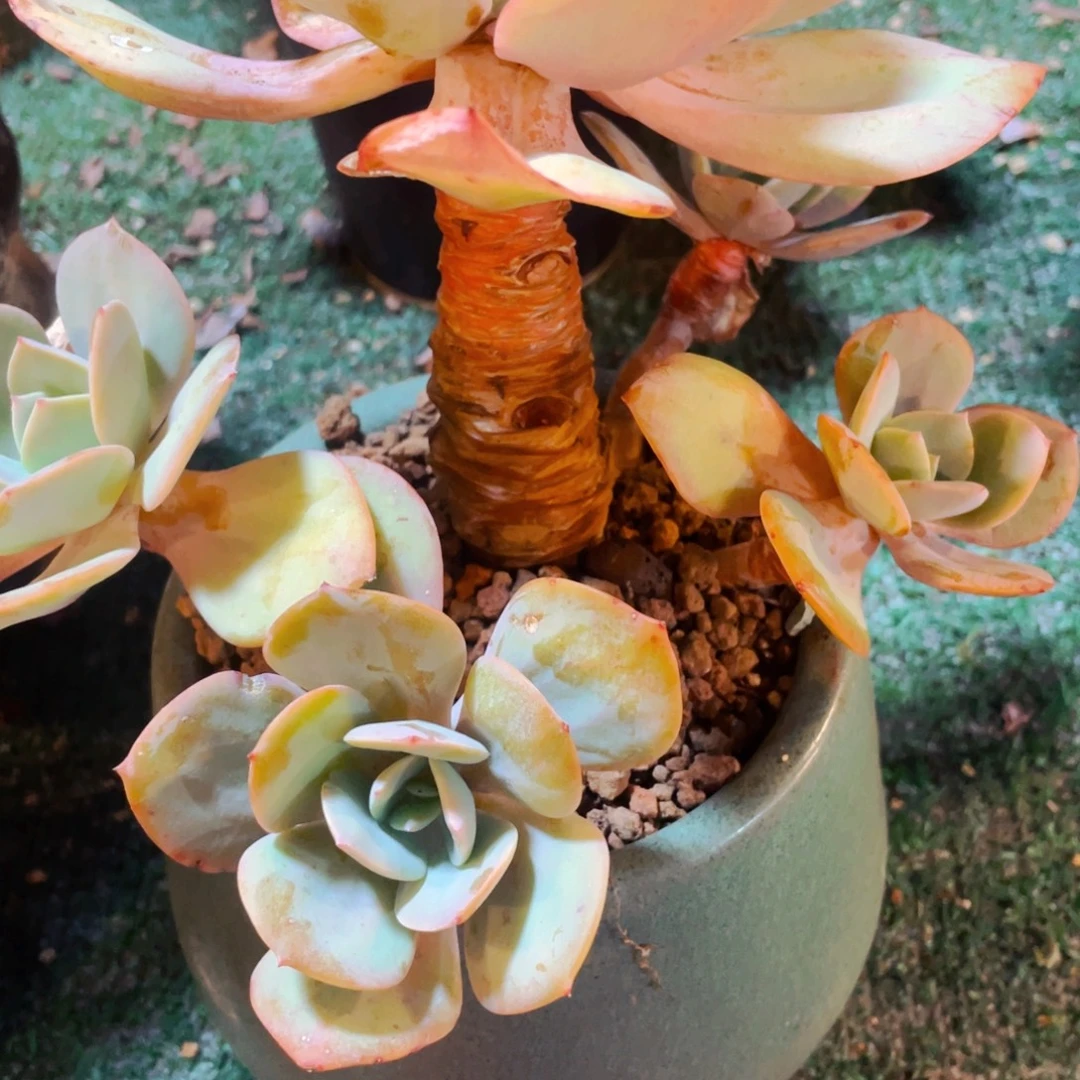 岁***画白凤老桩无砍小手捧快递包邮