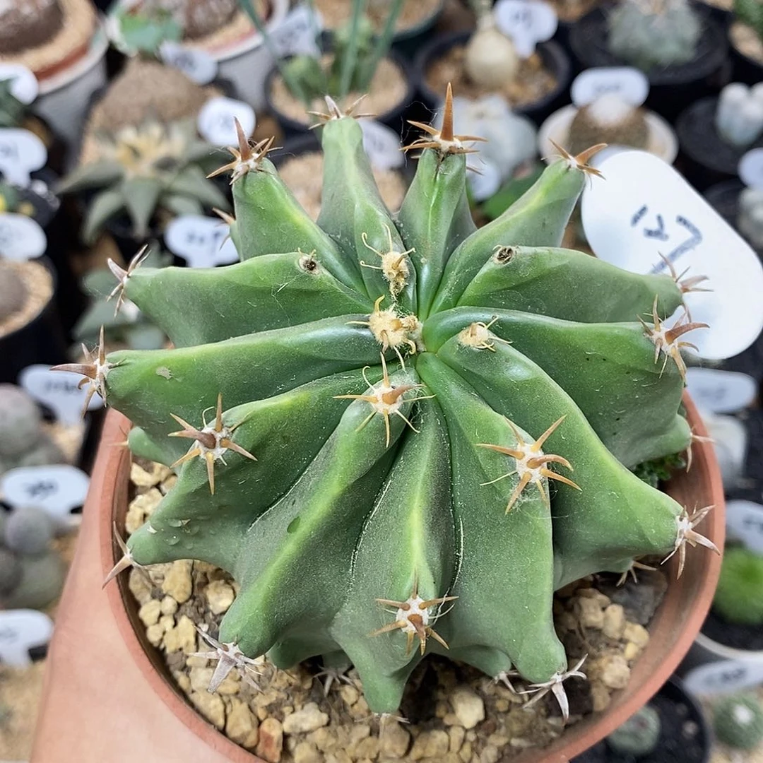 实生短刺巨鹫玉127号 10.8cm