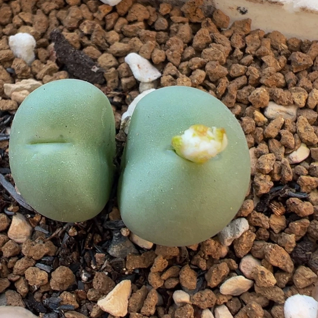 85多肉植物百科植物