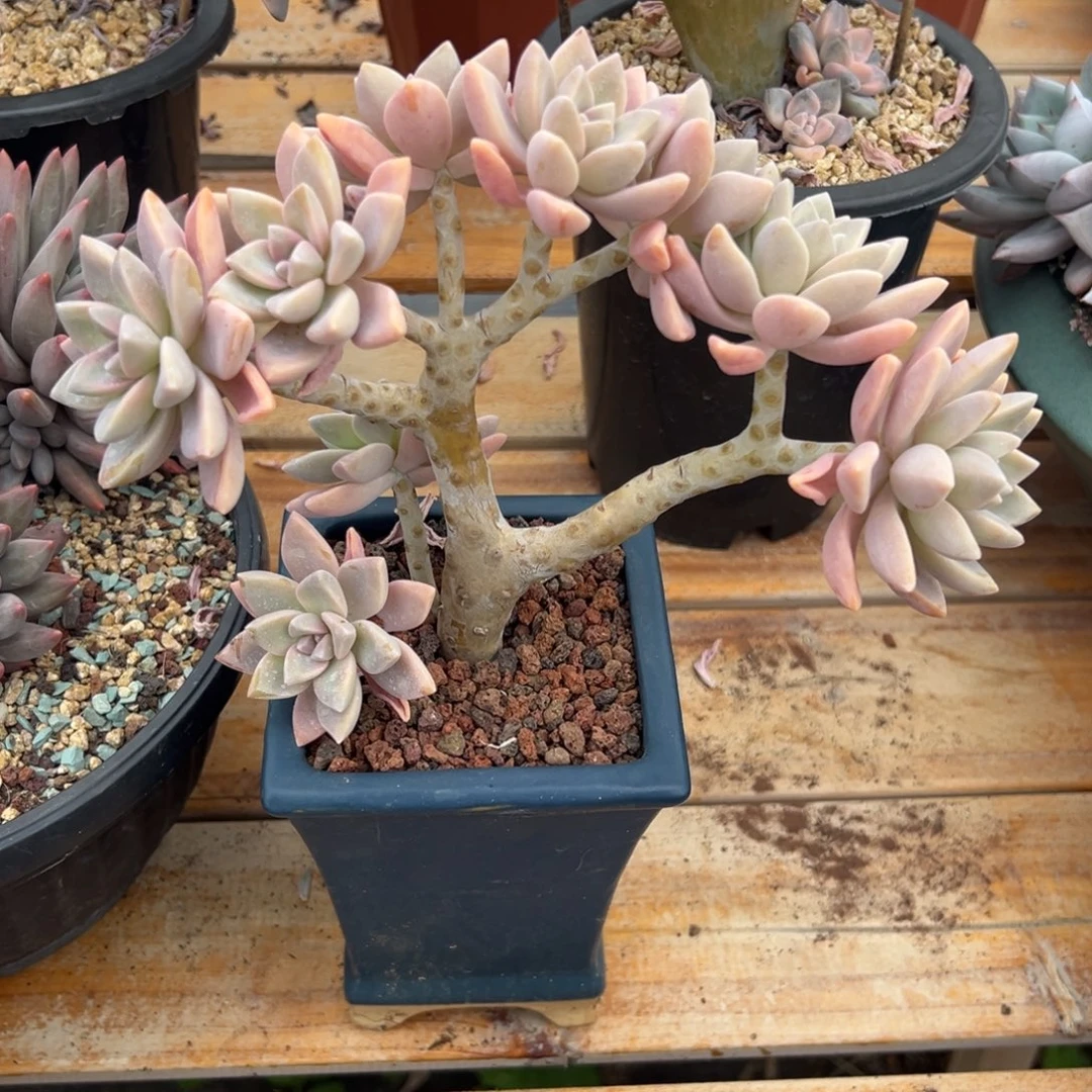 多肉淡雪【非偏远满18包邮】