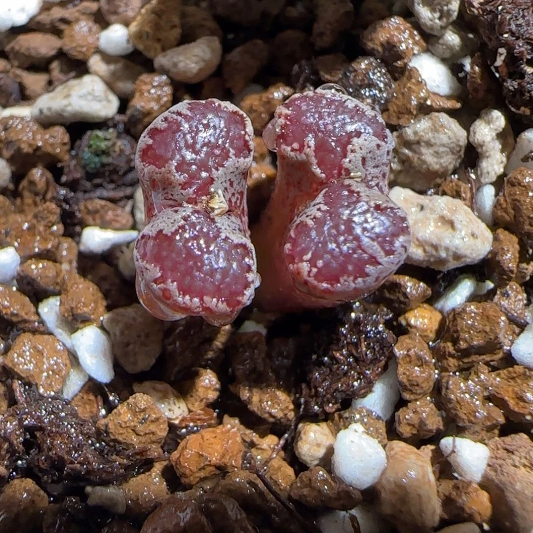 肉锥多肉植物组合-3km勋章643