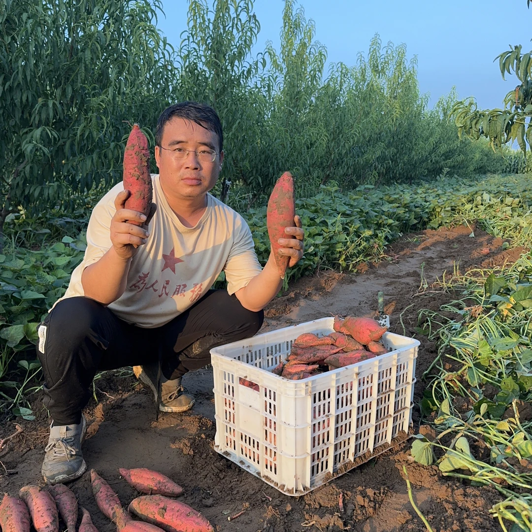 新三农老姚现挖红蜜薯哈密冰糖蜜薯9斤一箱黄心软糯香甜