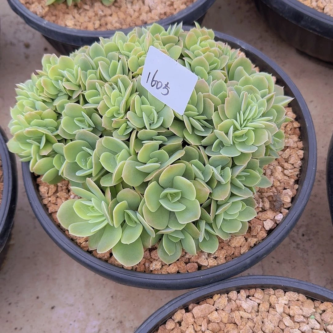 南***意1605星纳塔缀多肉植物
